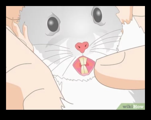 המשך בריאות השיניים של אוגר: ​​זיהוי סימנים לבעיות שיניים