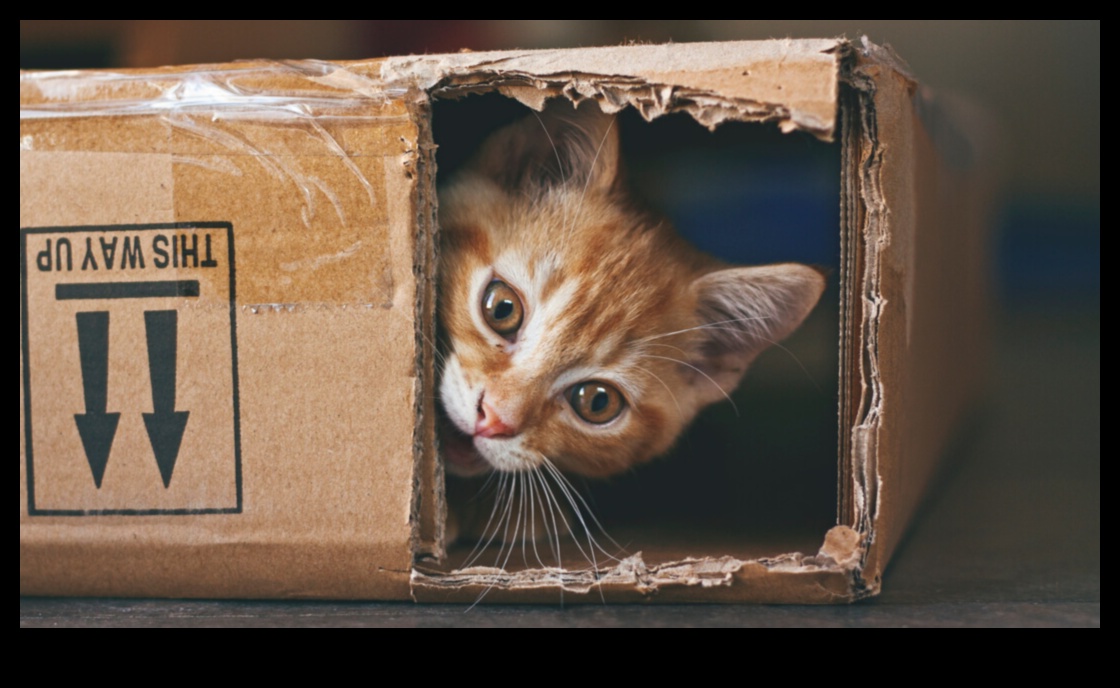 רעיונות להרפתקאות מקורה לשמור על חתולים מעוררים ומאושרים 2 רעיונות להרפתקאות מקורה: לשמור על חתולים מעוררים ומאושרים