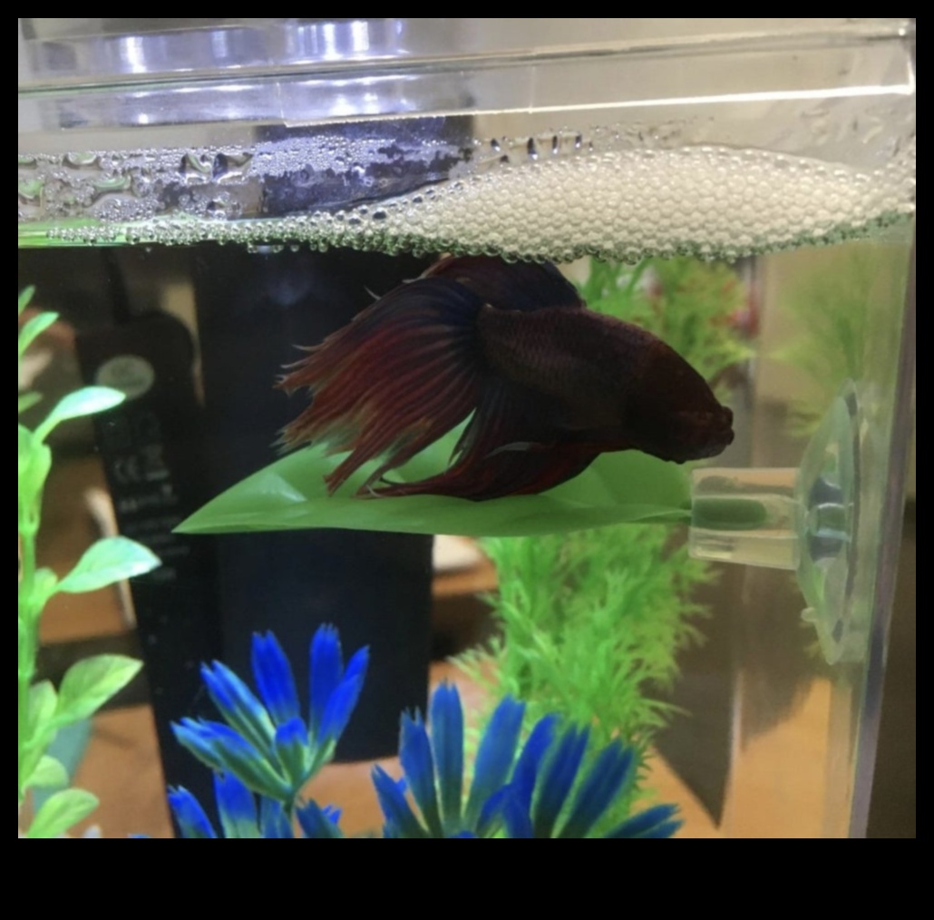 הרפתקאות דגים בטעם סנפיר: פעילויות מעוררות עבור חיות מחמד באקווריום