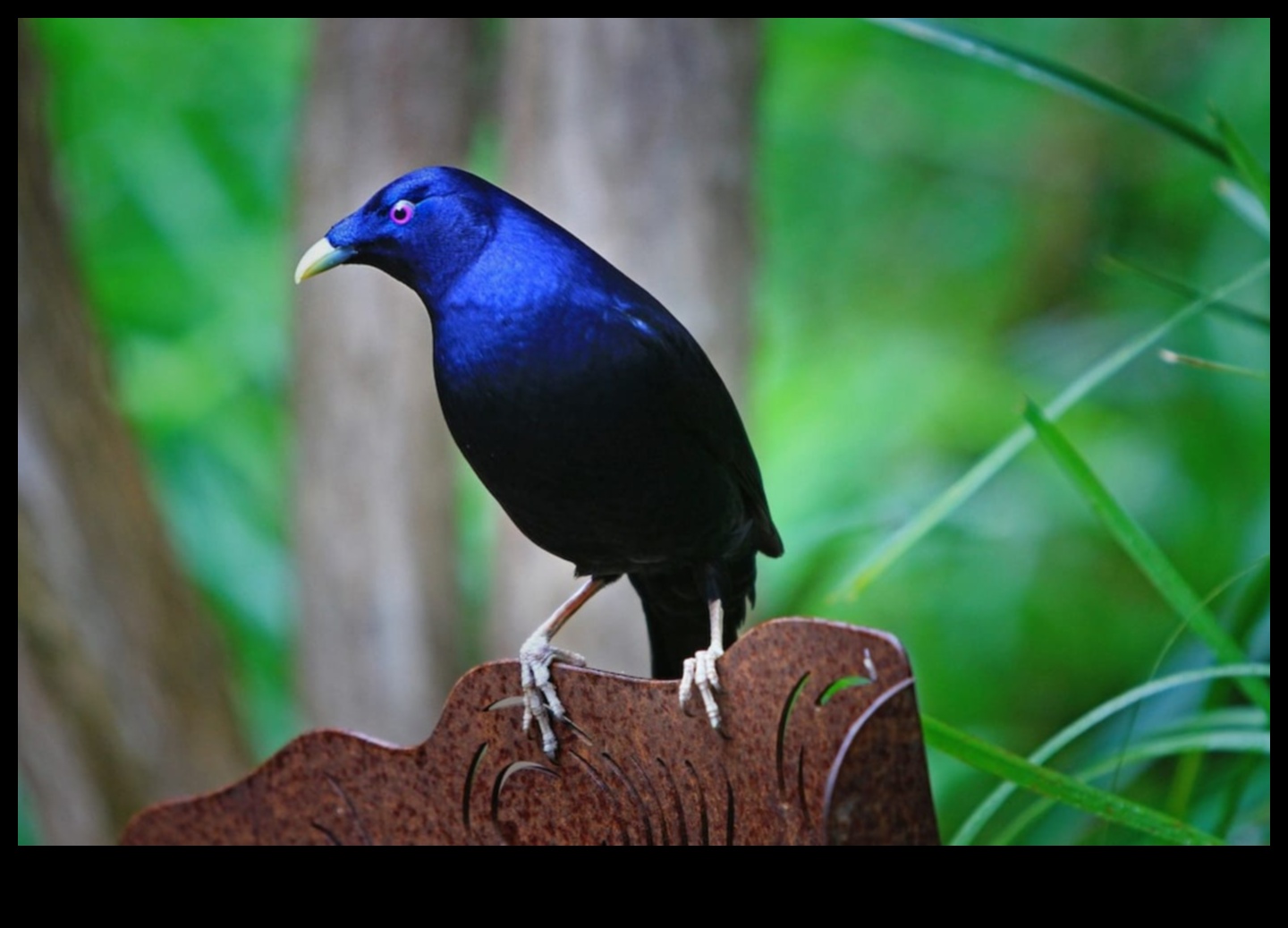 המשך אופנת חברים עם נוצות: אביזרים אופנתיים לציפור המחמד שלך