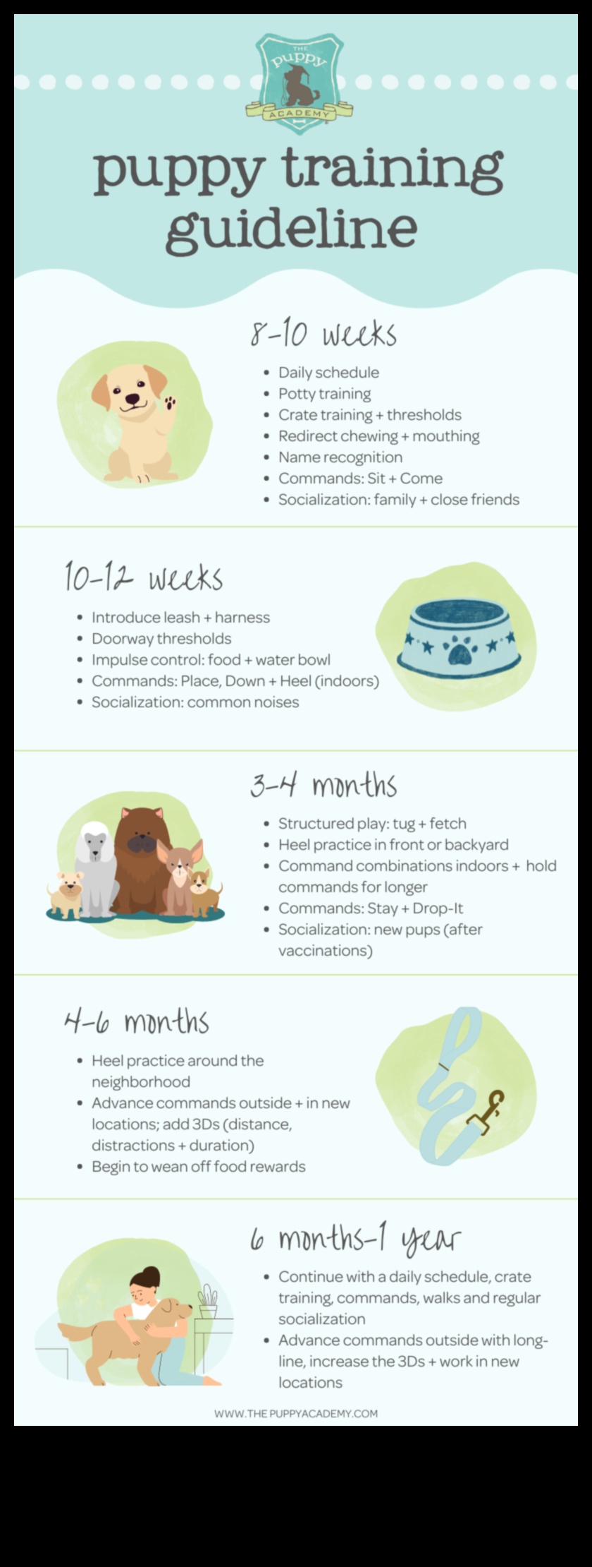 טיפים לאילוף מוקדם לגורים לגיל הרך להורים לכלבים חדשים 2 גן ילדים: טיפים לאילוף מוקדם להורים לכלבים חדשים