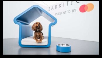 Barkitecture 101: יצירת בית ידידותי לכלבים