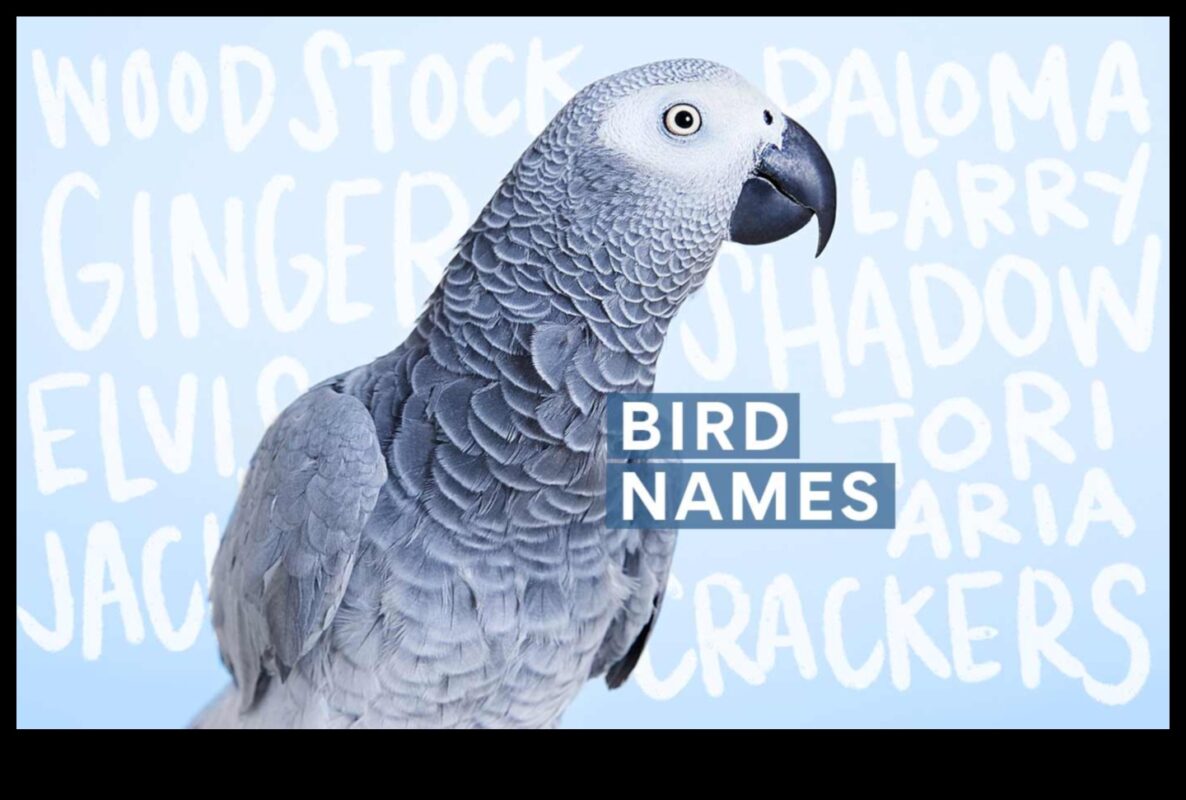 Feathered Friends Fashion Fiesta: עיצוב מתמיד של ציפור המחמד שלך