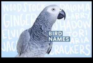 Feathered Friends Fashion Fiesta: עיצוב מתמיד של ציפור המחמד שלך