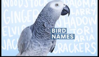 Feathered Friends Fashion Fiesta: עיצוב מתמיד של ציפור המחמד שלך