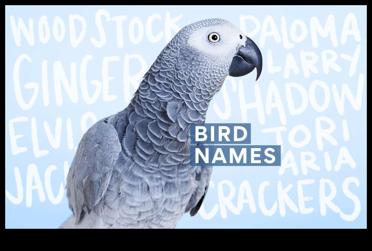 Feather Friends Fashion Fiesta מדריך אופנתי להלבשת ציפור המחמד שלך 1 Feathered Friends Fashion Fiesta: עיצוב מתמיד של ציפור המחמד שלך