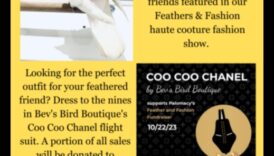 המשך אופנת חברים עם נוצות: אביזרים אופנתיים לציפור המחמד שלך