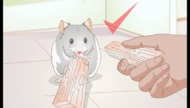 המשך בריאות השיניים של אוגר: ​​זיהוי סימנים לבעיות שיניים