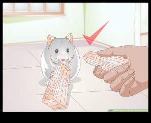 המשך בריאות השיניים של אוגר: ​​זיהוי סימנים לבעיות שיניים