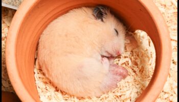 המשך דפוסי שינה של אוגרים: יצירת סביבת שינה נוחה