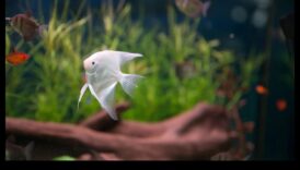 הרפתקאות דגים בטעם סנפיר: פעילויות מעוררות עבור חיות מחמד באקווריום