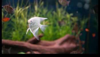 הרפתקאות דגים בטעם סנפיר: פעילויות מעוררות עבור חיות מחמד באקווריום