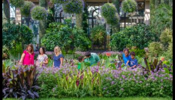 יופי בחצר האחורית: גן אטרקציות מקומי של תענוגות