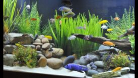 נופי מים בעלי טעם סנפיר: יצירת סביבות טבעיות לדגים