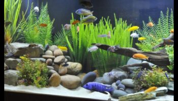 נופי מים בעלי טעם סנפיר: יצירת סביבות טבעיות לדגים