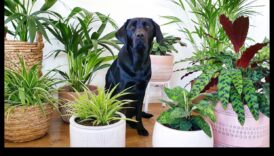 צמחים בטוחים לחיות מחמד המשך: הרחבת אוסף הגינה המקורה שלך