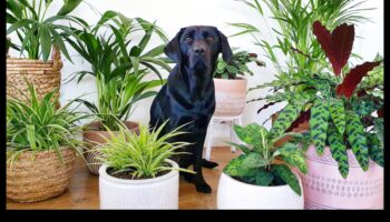 צמחים בטוחים לחיות מחמד המשך: הרחבת אוסף הגינה המקורה שלך