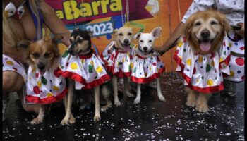 קרנבל כלבים: פעילויות מרגשות לכלבים אנרגטיים