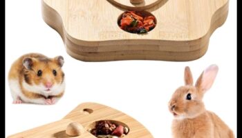 המשך רעיונות להעשרת אוגרים: יצירת אזורי משחק אינטראקטיביים