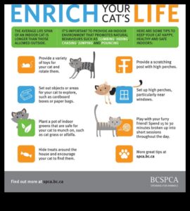 רעיונות להרפתקאות מקורה: לשמור על חתולים מעוררים ומאושרים