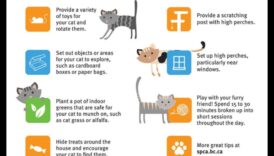 מושגים להרפתקאות מקורה ששומרים על חתולי ים מעוררים ומאושרים 6 רעיונות להרפתקאות מקורה: לשמור על חתולים מעוררים ומאושרים