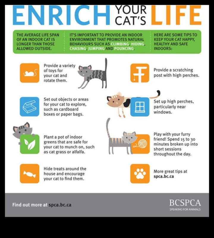 רעיונות להרפתקאות מקורה: לשמור על חתולים מעוררים ומאושרים