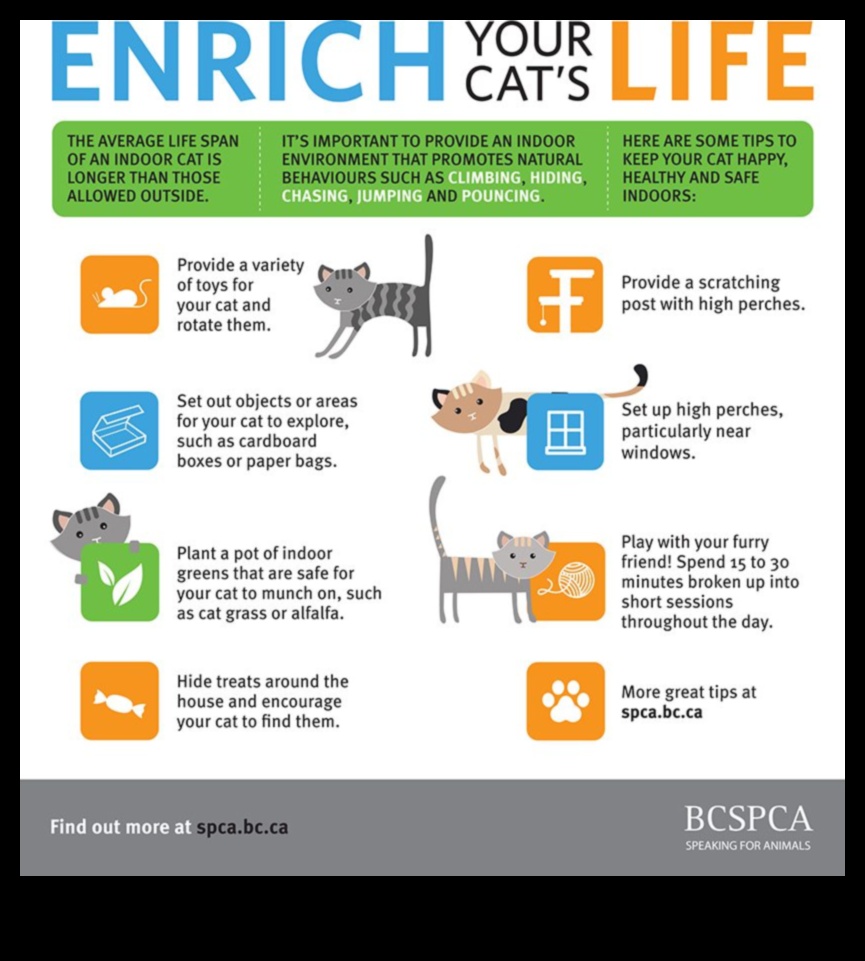 רעיונות להרפתקאות מקורה לשמור על חתולים מעוררים ומאושרים 1 רעיונות להרפתקאות מקורה: לשמור על חתולים מעוררים ומאושרים